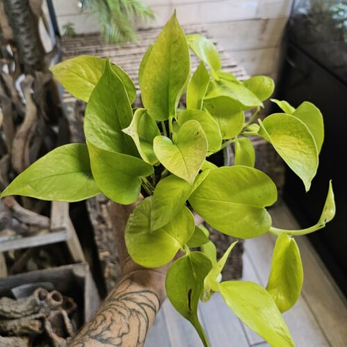 Philodendron Scandens "Lemon Lime"  XL