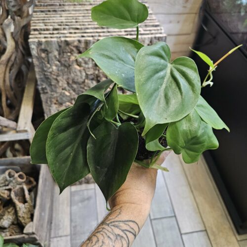 Philodendron Scandens  XL