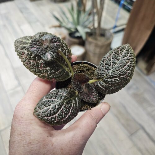 Episcia cupreata "Black dragon"