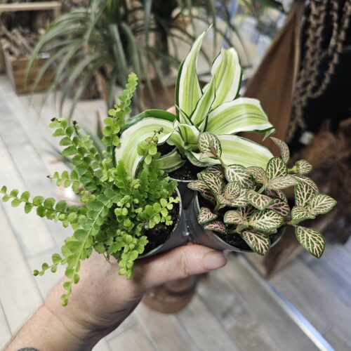 Mix n°3 - Lot de 3 plantes