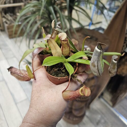 Mix n°2 - Lot de 3 Nepenthes mix - Choix aléatoire