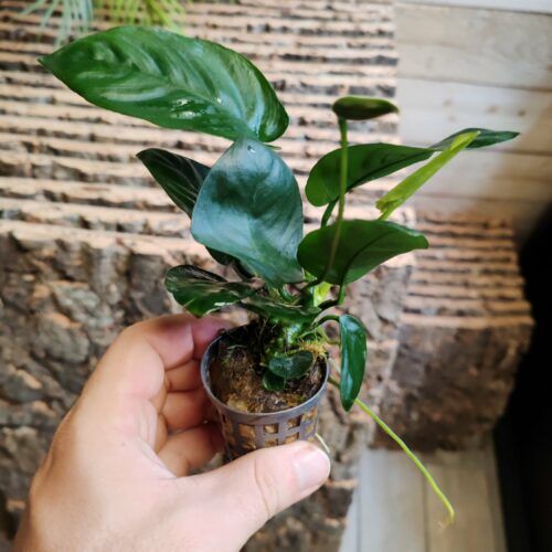 Anubia barteri var. Nana