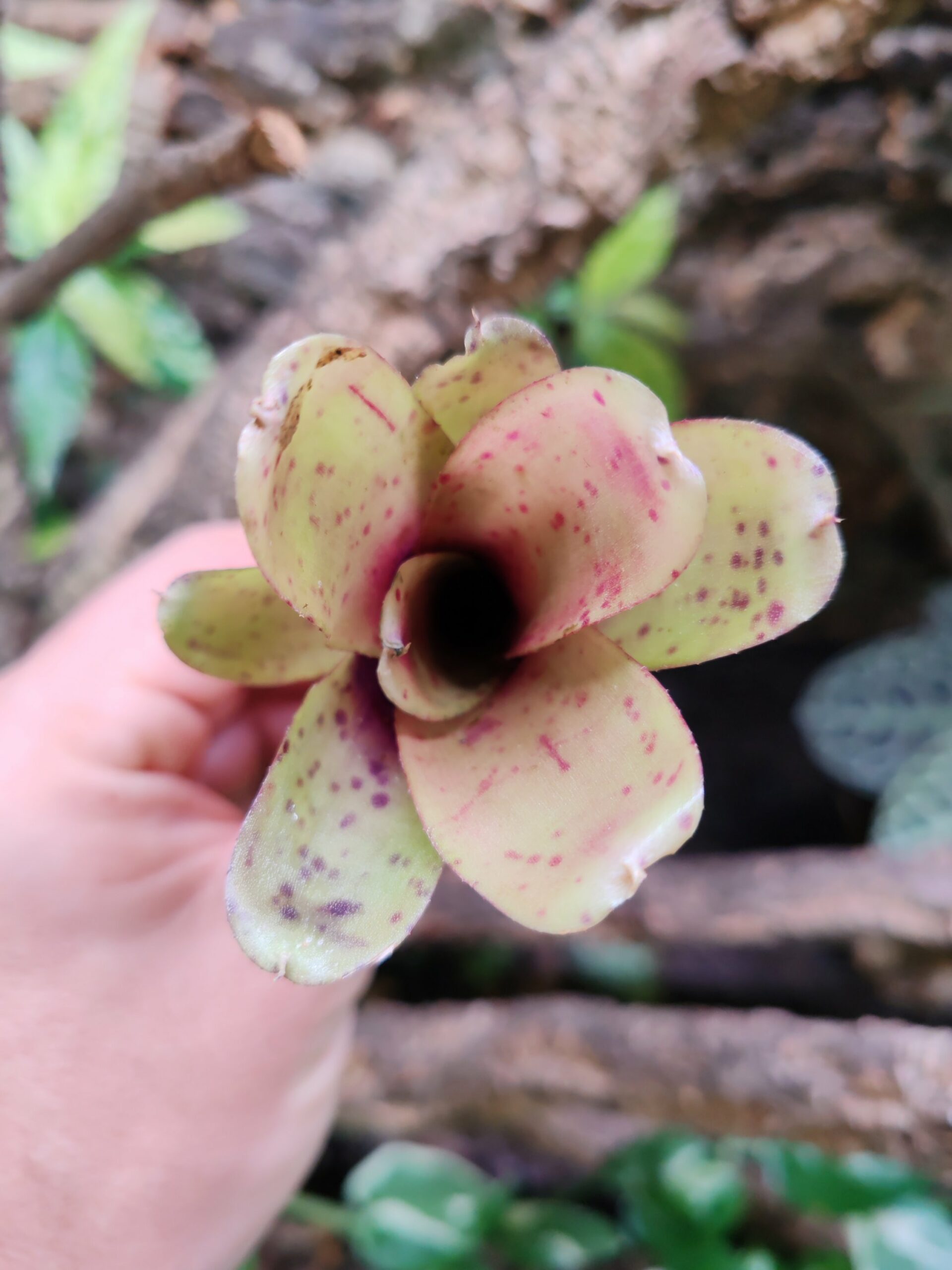 Neoregelia Mini Hybrid