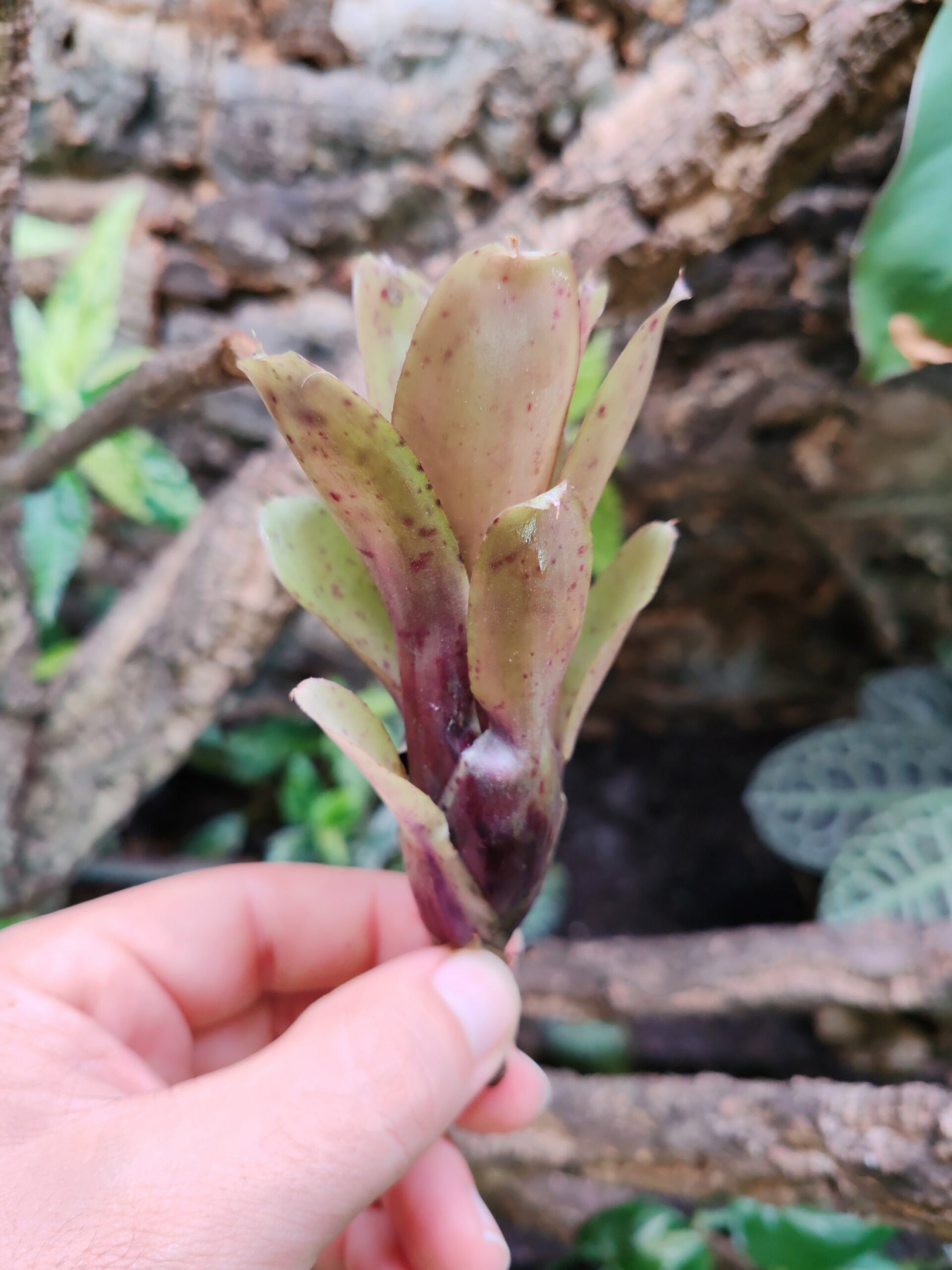 Neoregelia Mini Hybrid – Image 2