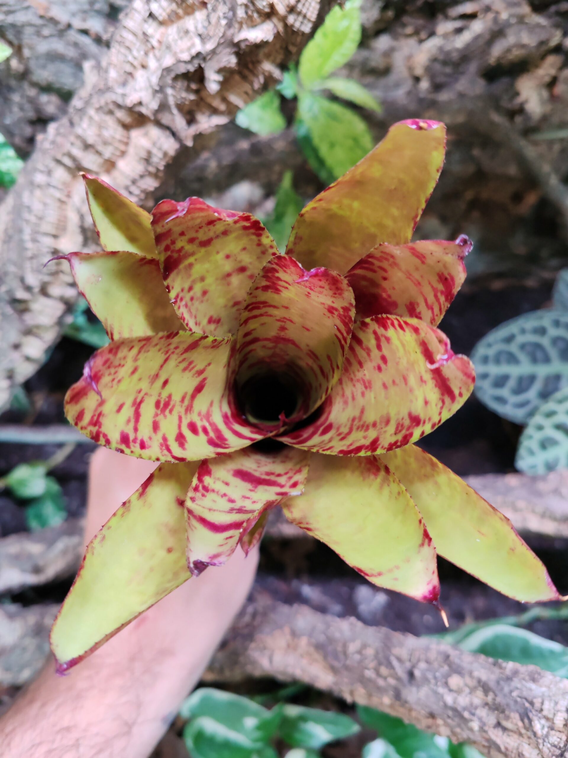Neoregelia Witches