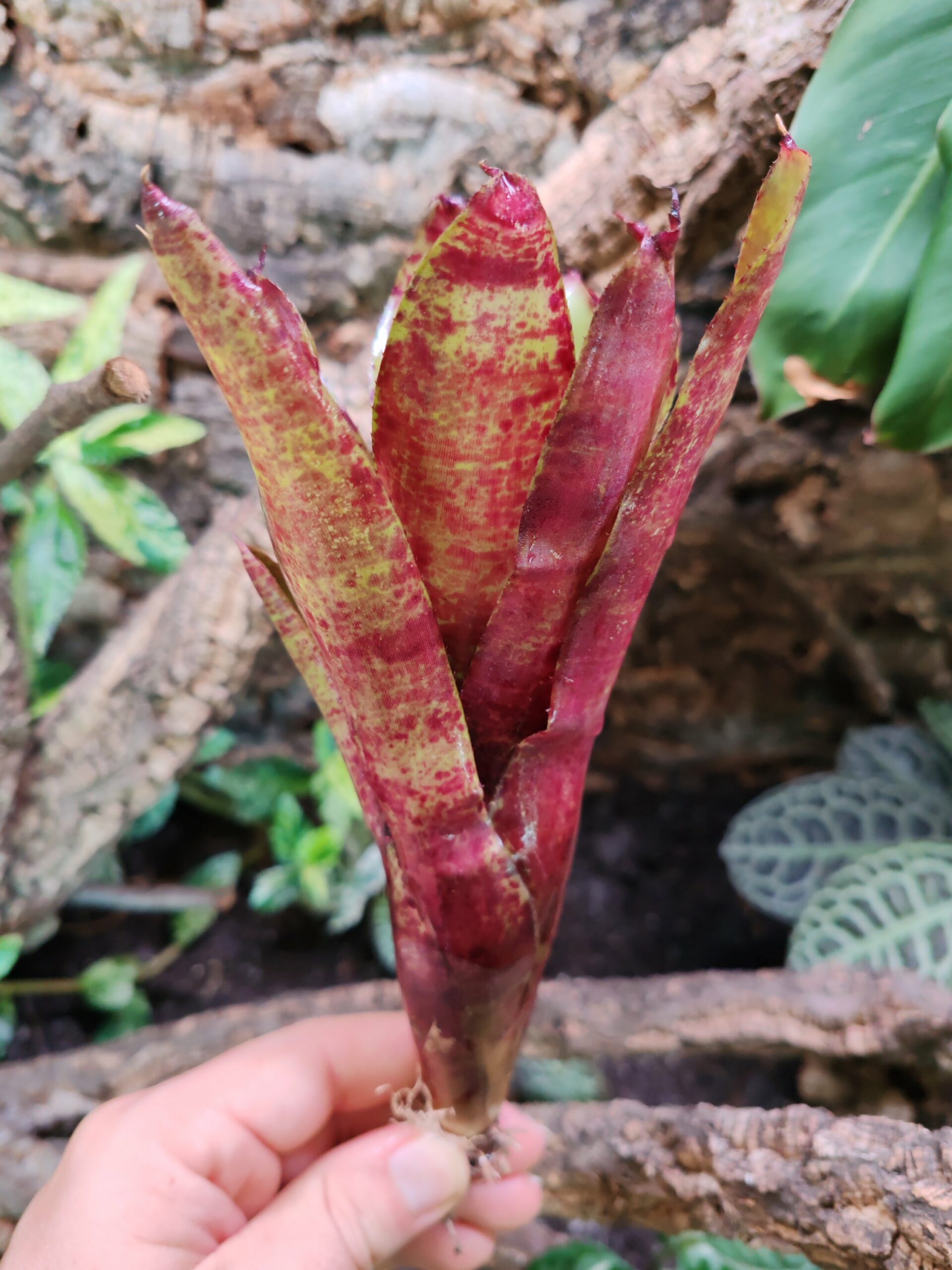 Neoregelia Witches – Image 2