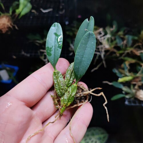 Orchidée miniature - Dendrobium jenkinsii