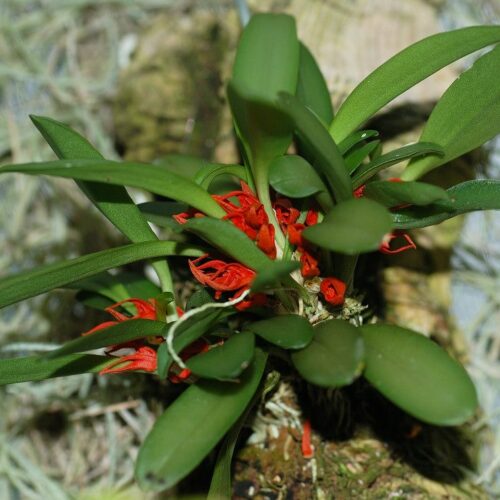 Orchidée miniature - Pleurothallis tribuloides