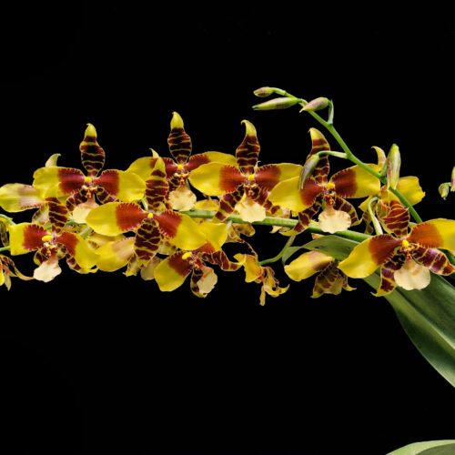 Orchidée miniature - Rossioglossum insleayi