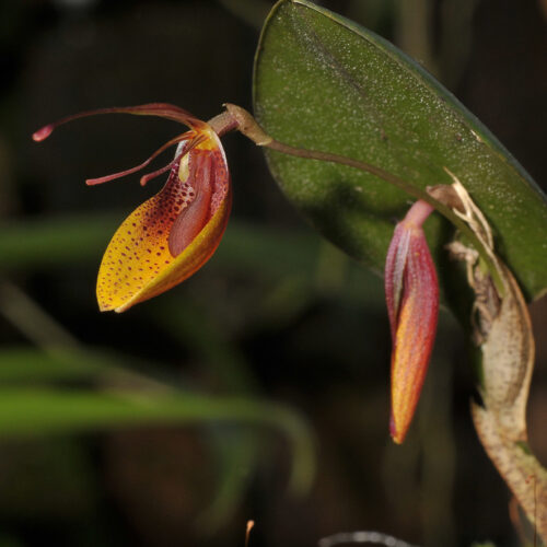 Orchidée miniature - Restrepia mohrii