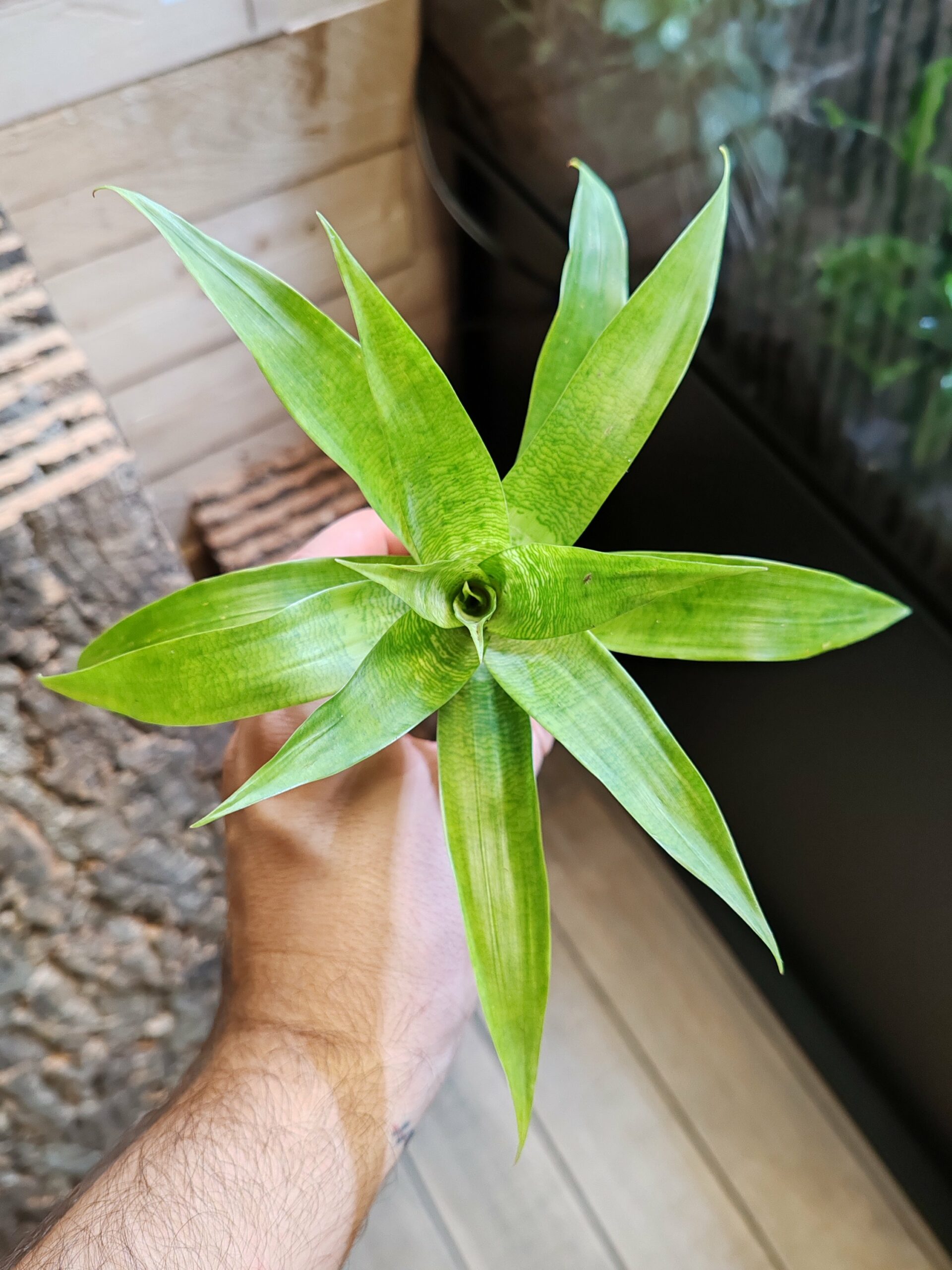 Vriesea ospinae – Image 2