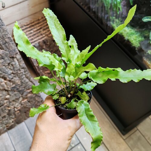 Fougère - Asplenium scolopendium