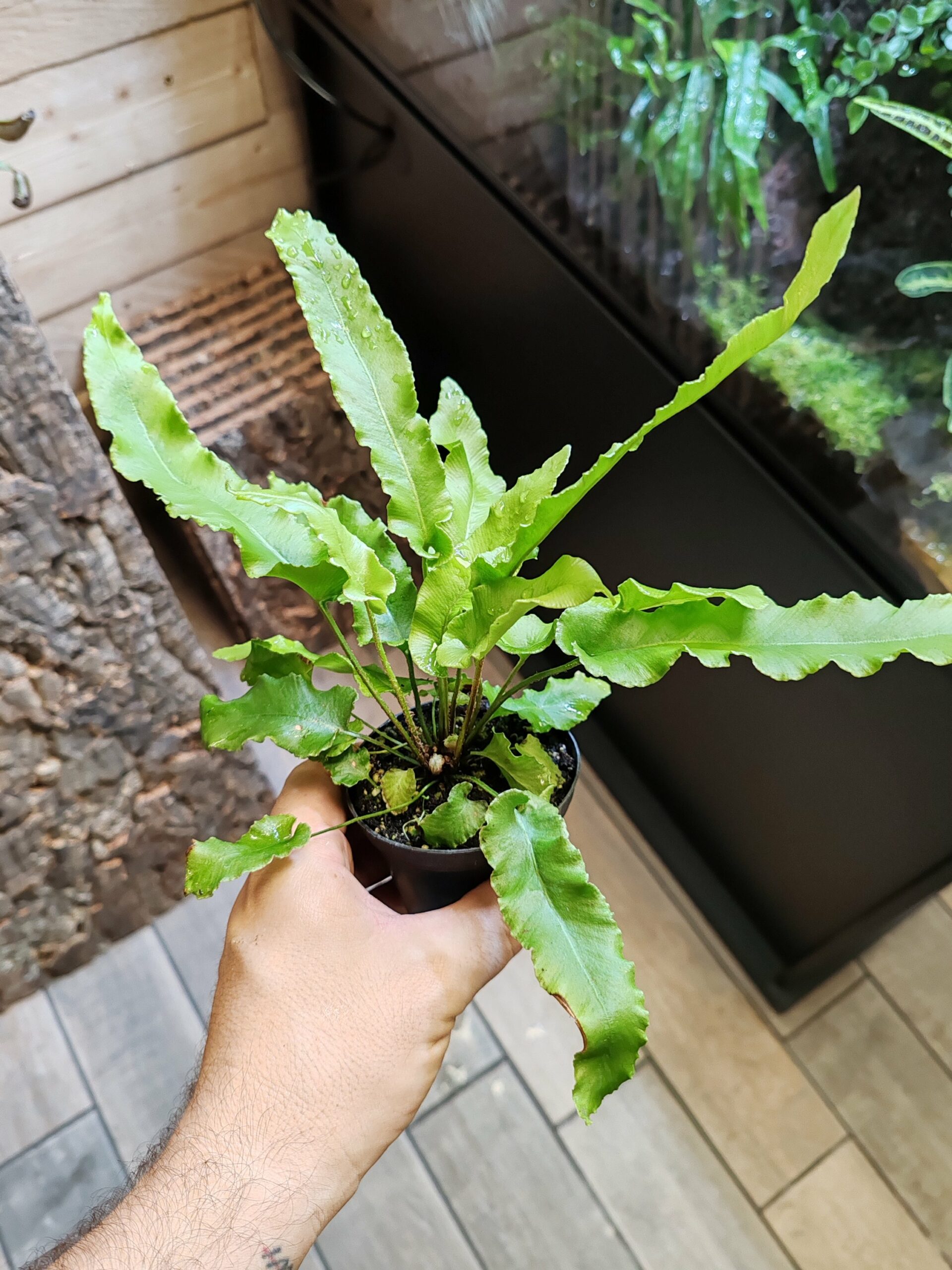 Fougère - Asplenium scolopendium