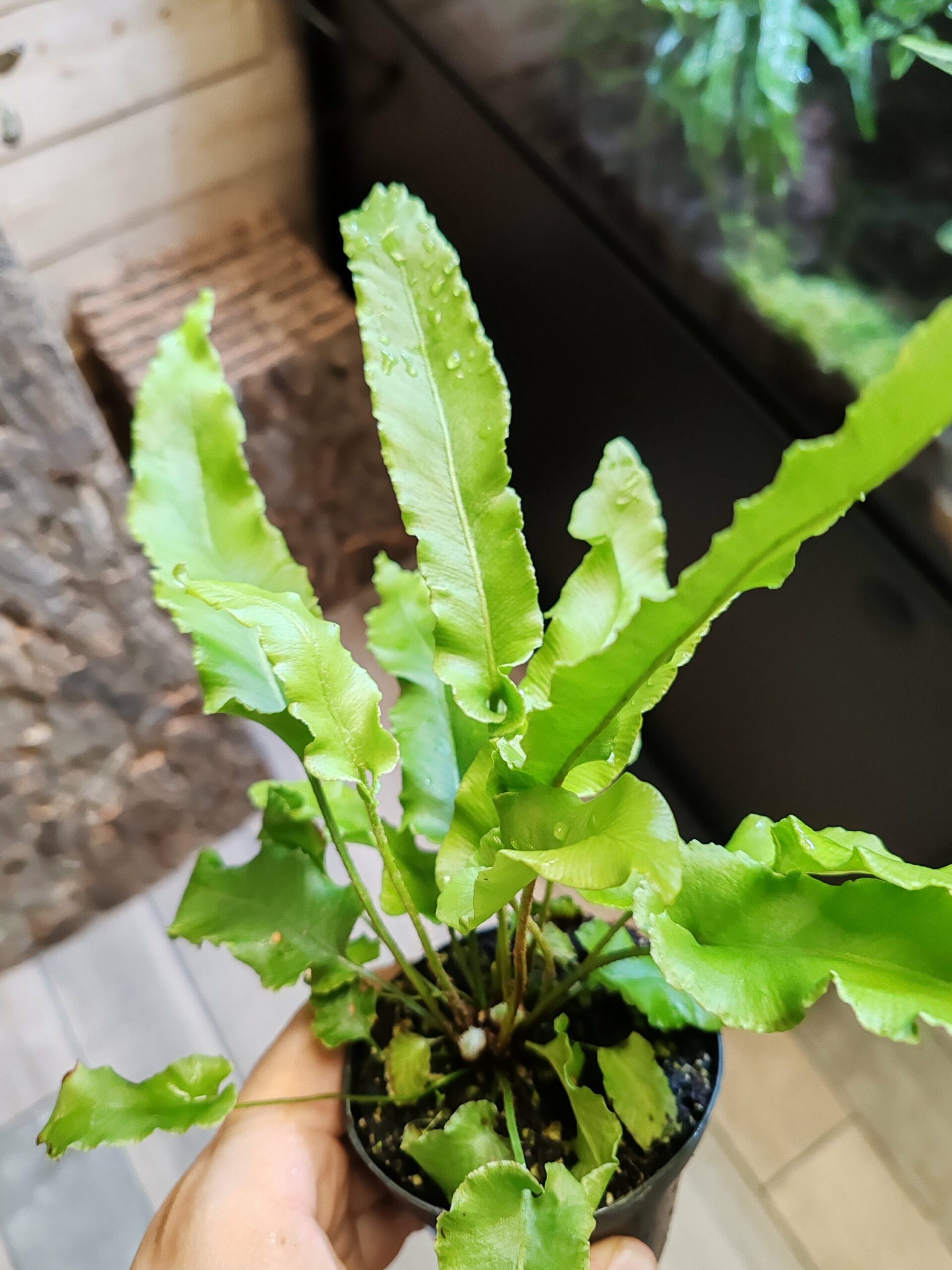 Fougère - Asplenium scolopendium – Image 2