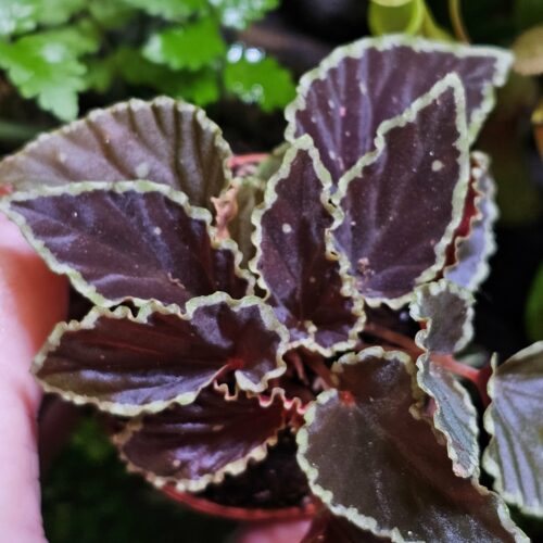 Begonia Darthvaderiana green spot