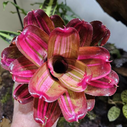 Neoregelia Baby girl