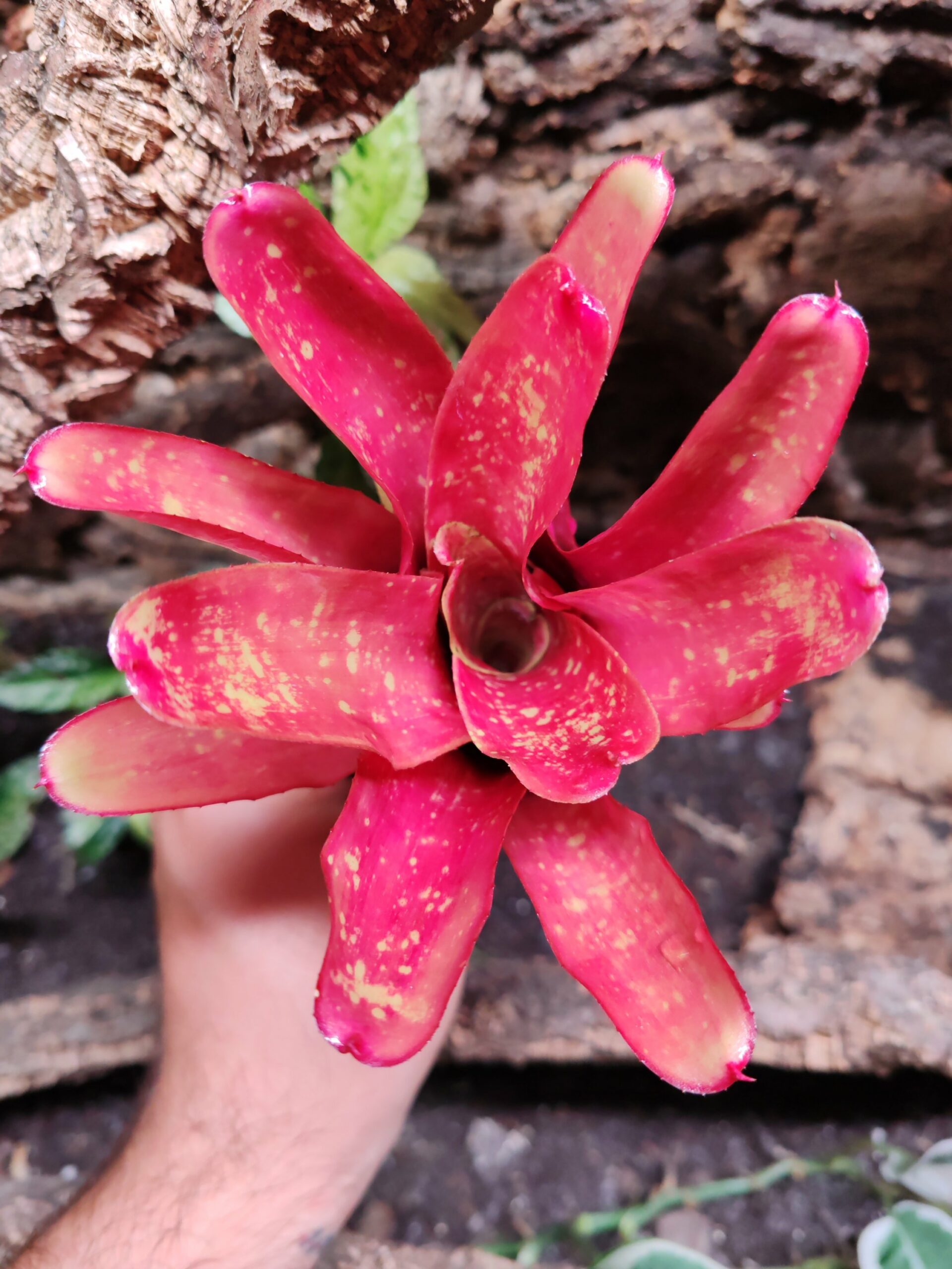 Neoregelia Zombie