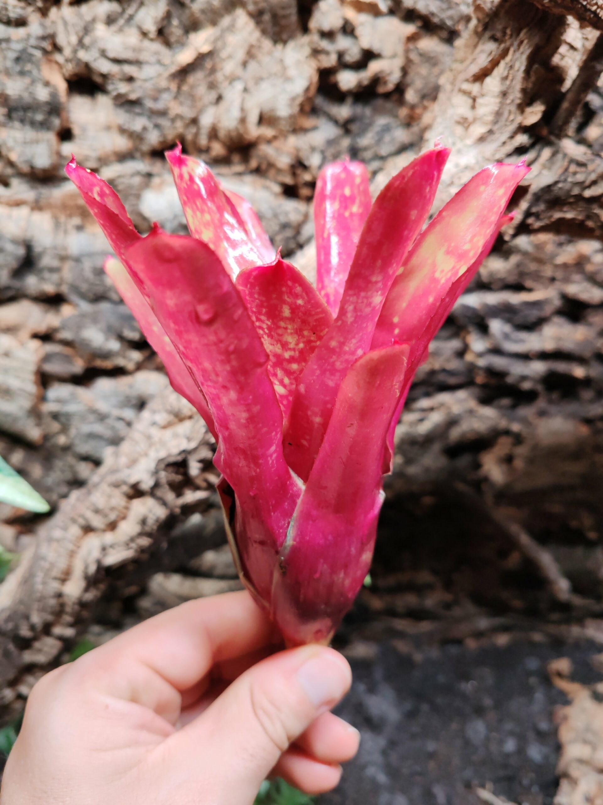 Neoregelia Zombie – Image 2