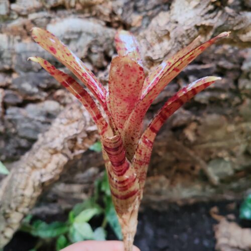 Neoregelia Vino x Amp