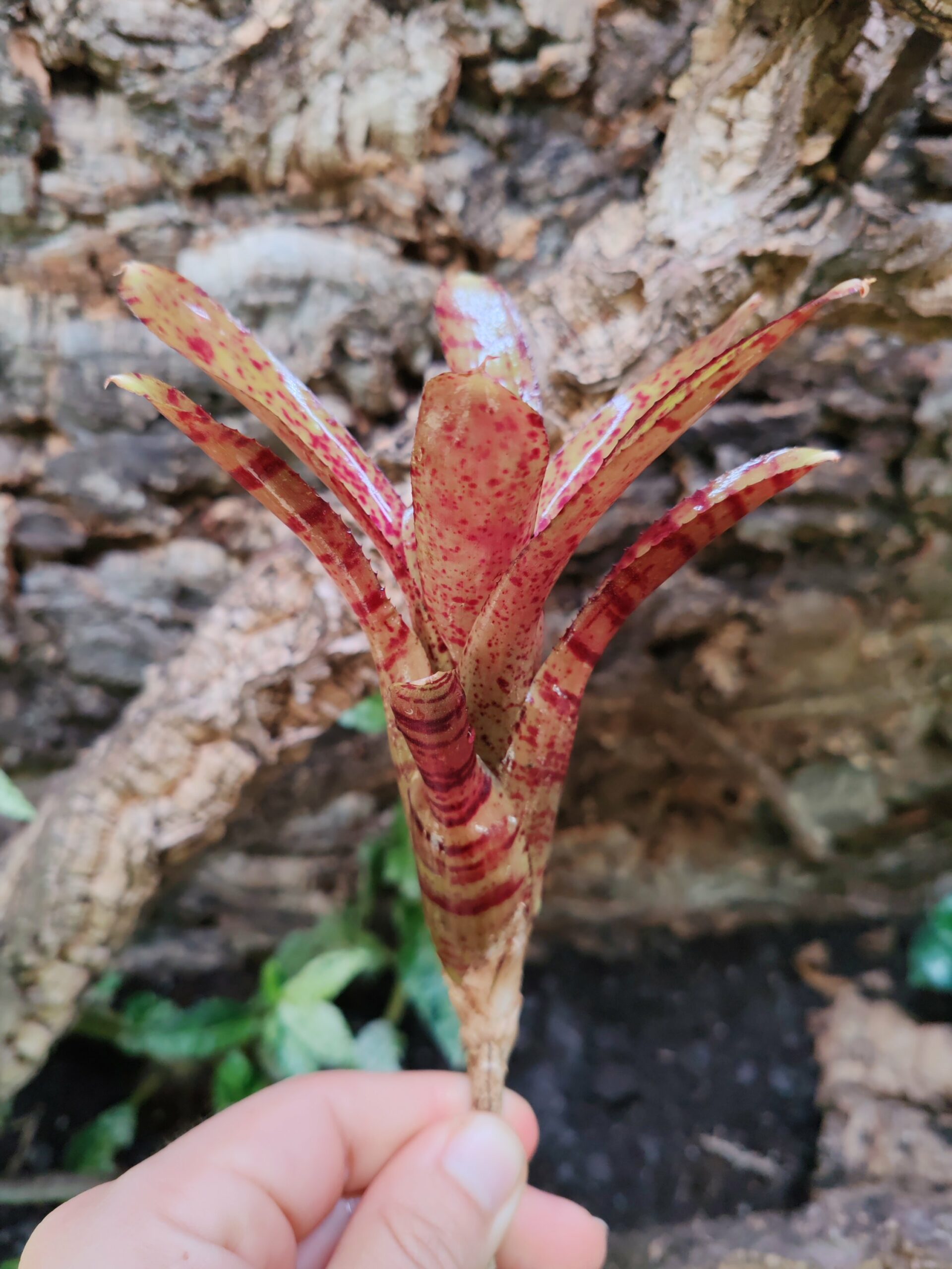 Neoregelia Vino x Amp