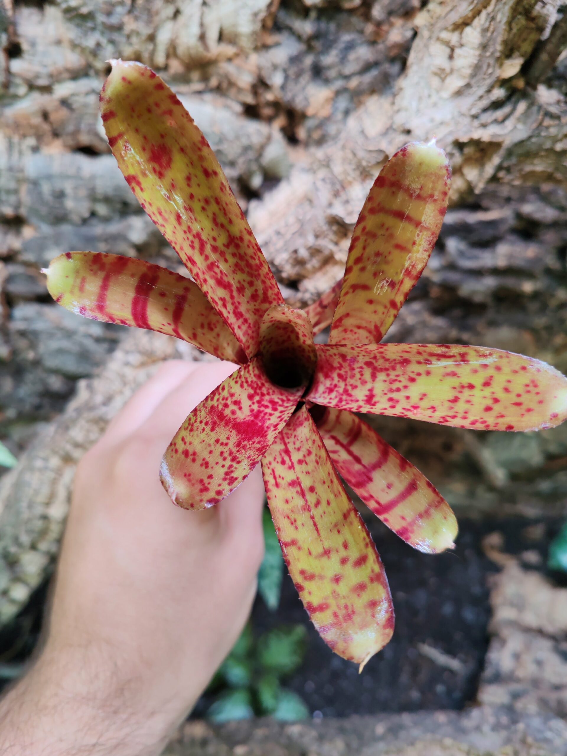 Neoregelia Vino x Amp – Image 2