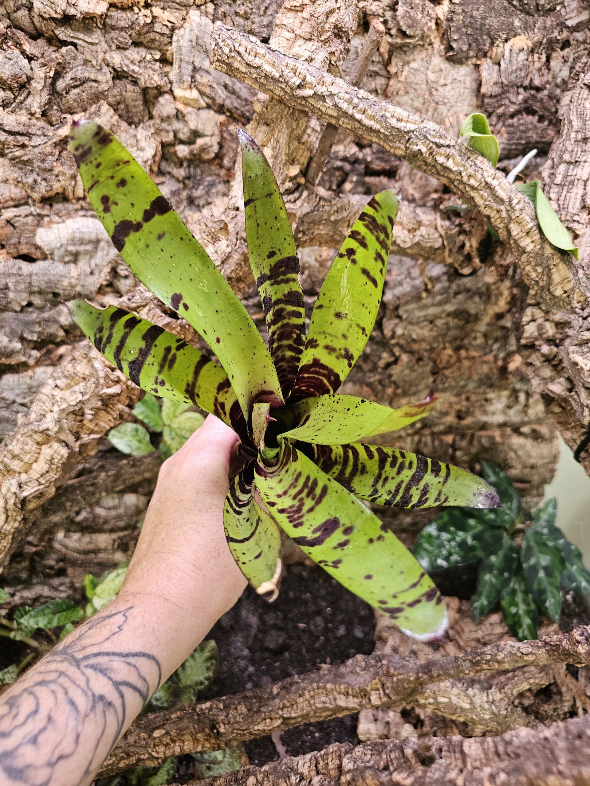 Neoregelia Tiger x chocolate
