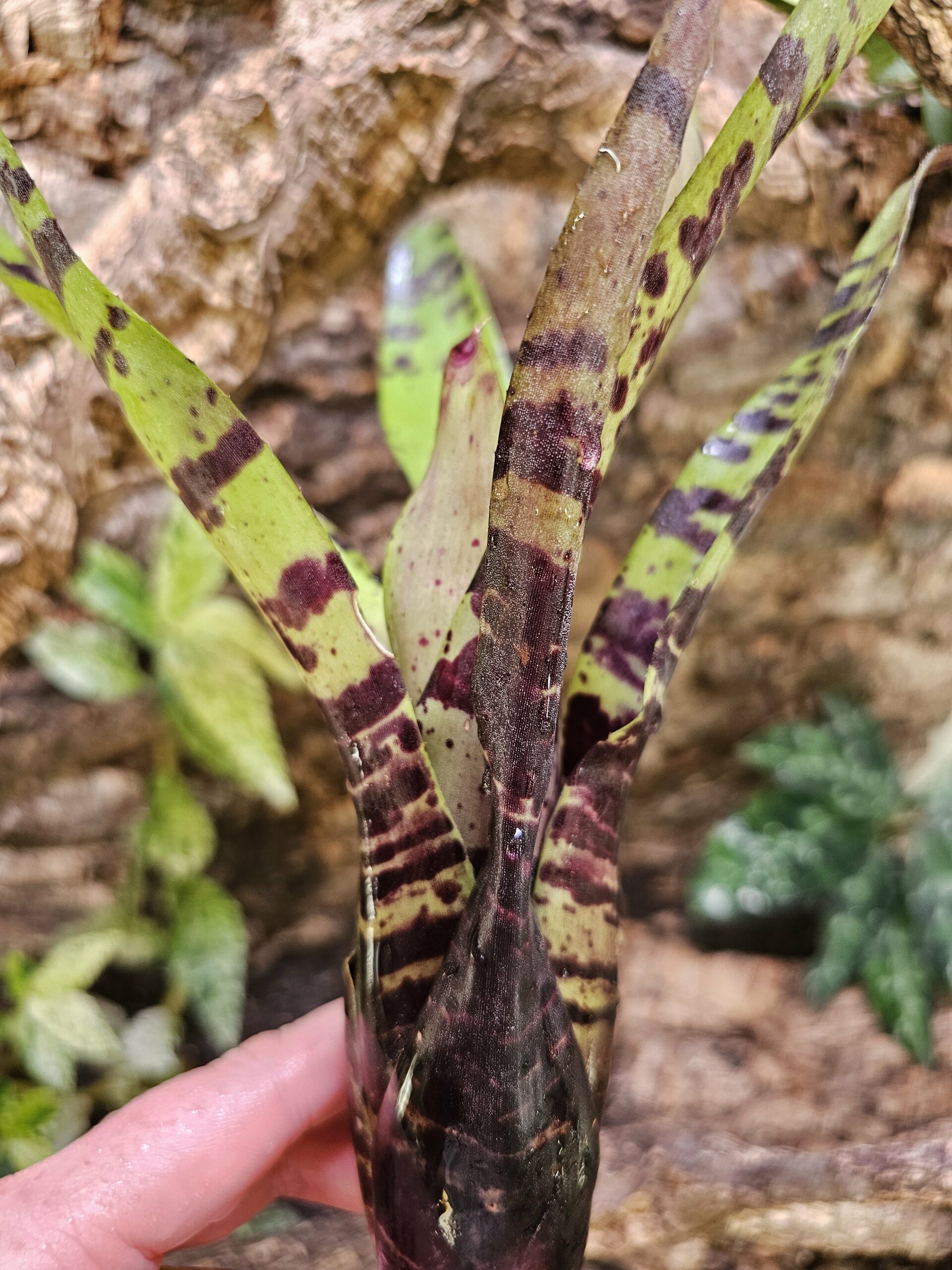 Neoregelia Tiger x chocolate – Image 2