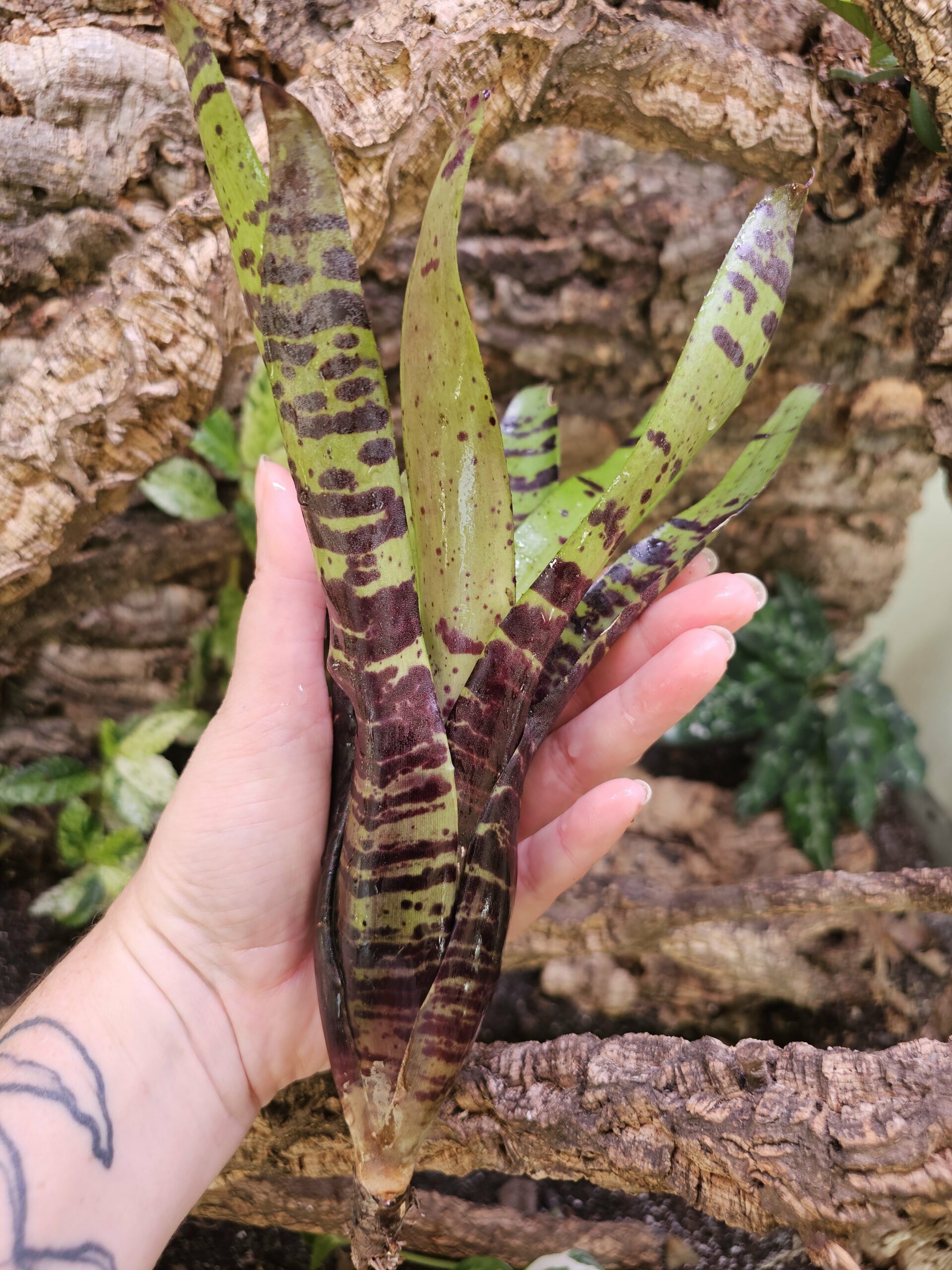 Neoregelia Tiger x chocolate – Image 3