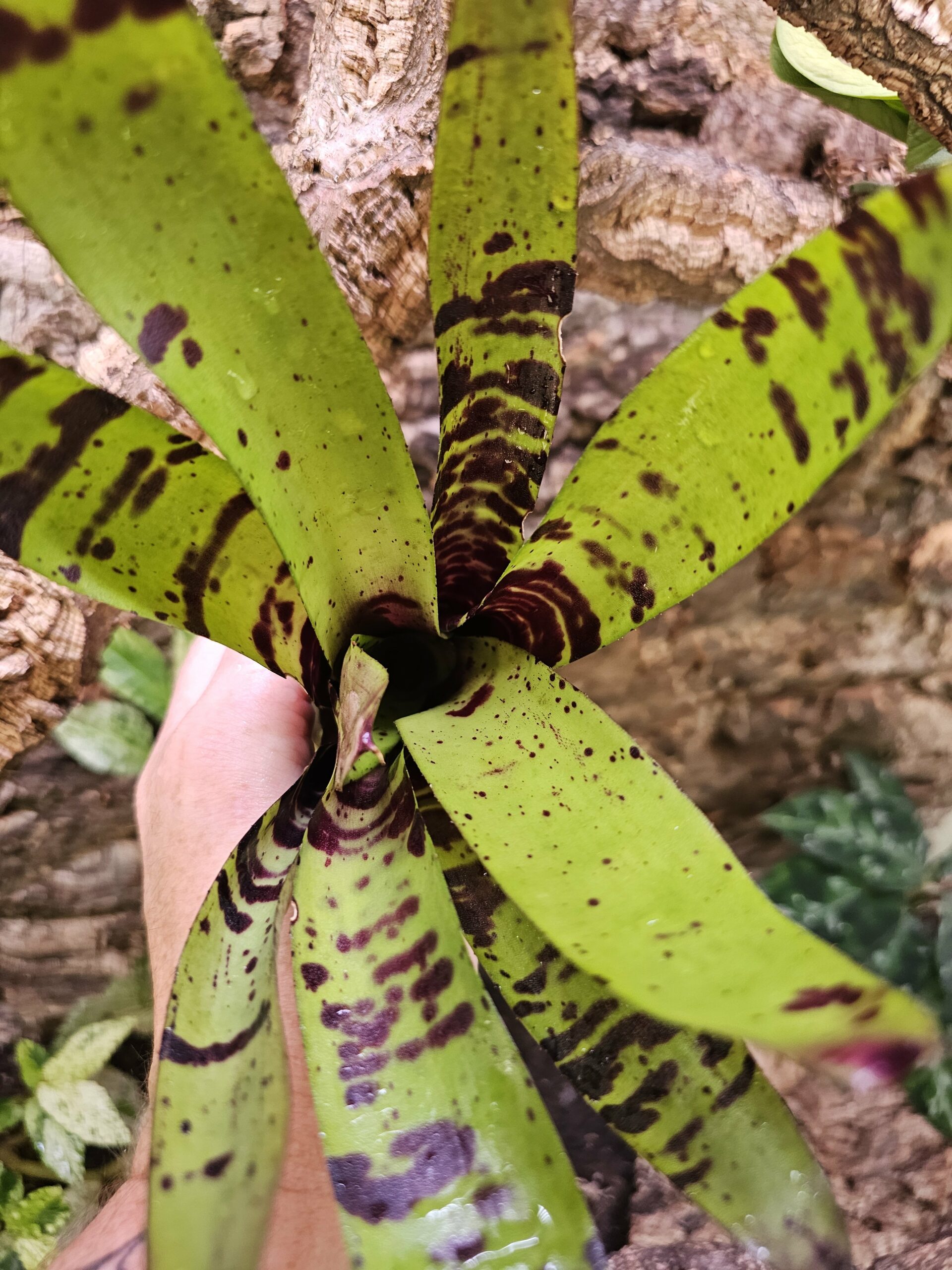 Neoregelia Tiger x chocolate – Image 4