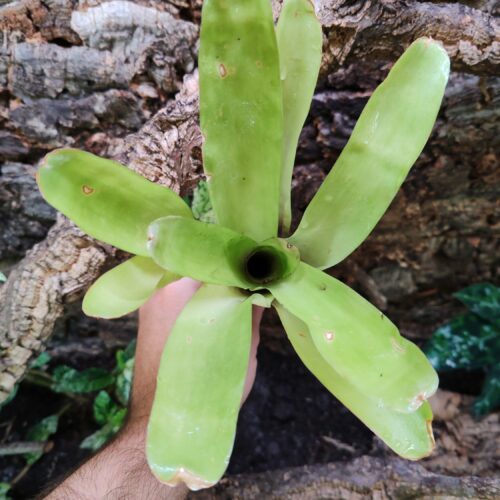 Neoregelia GreenBall