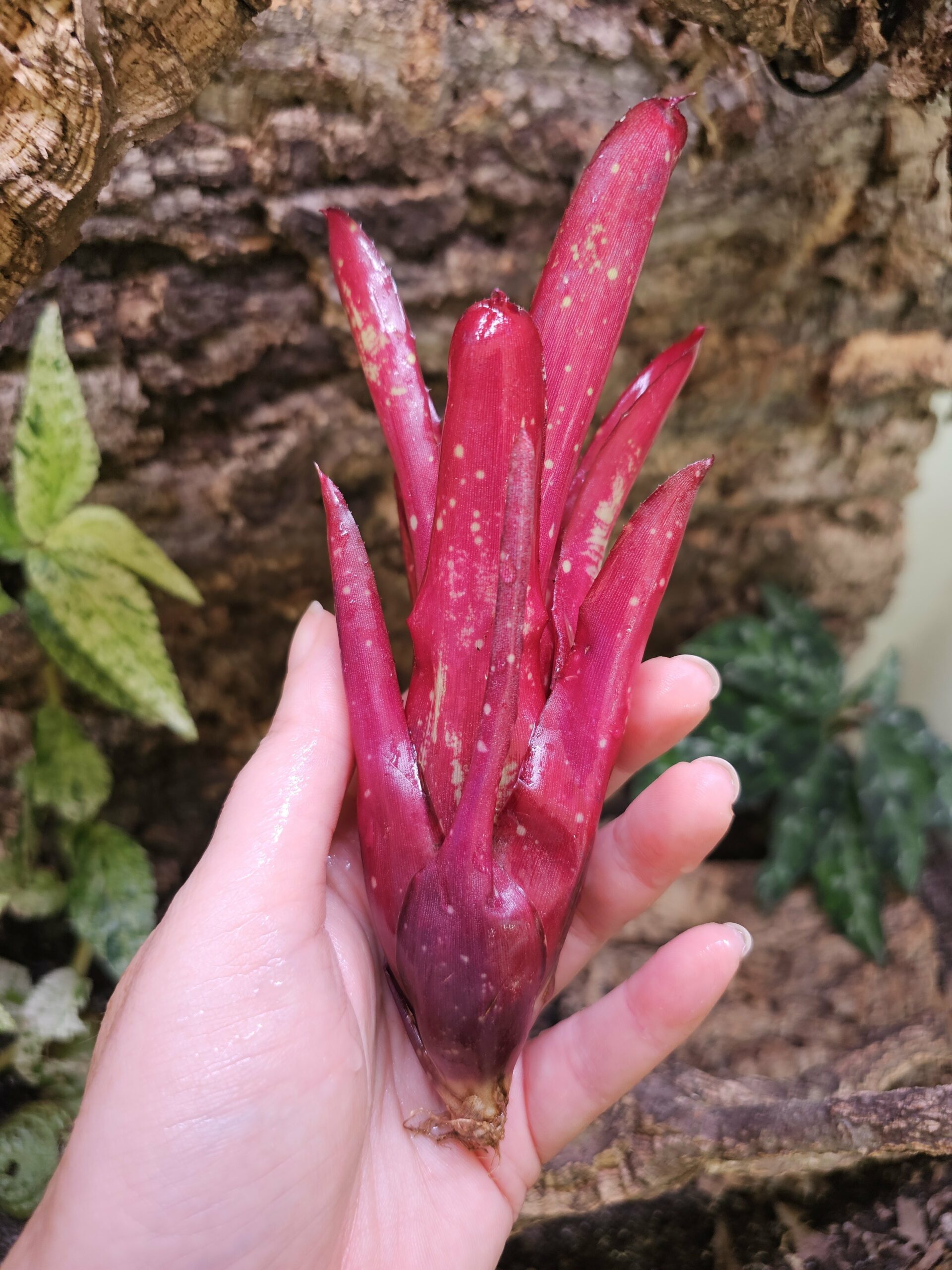 Neoregelia Rubis – Image 2