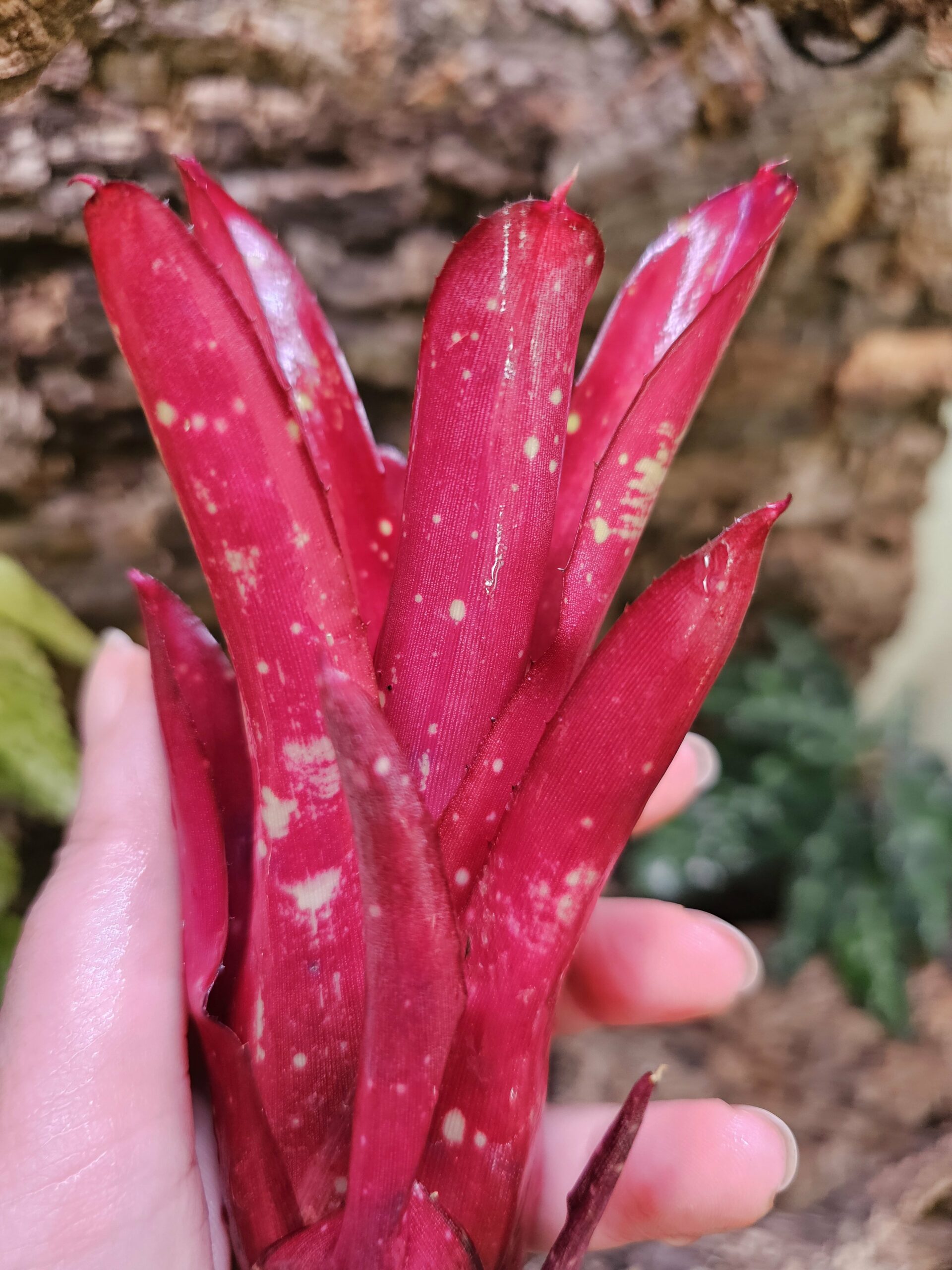 Neoregelia Rubis – Image 3
