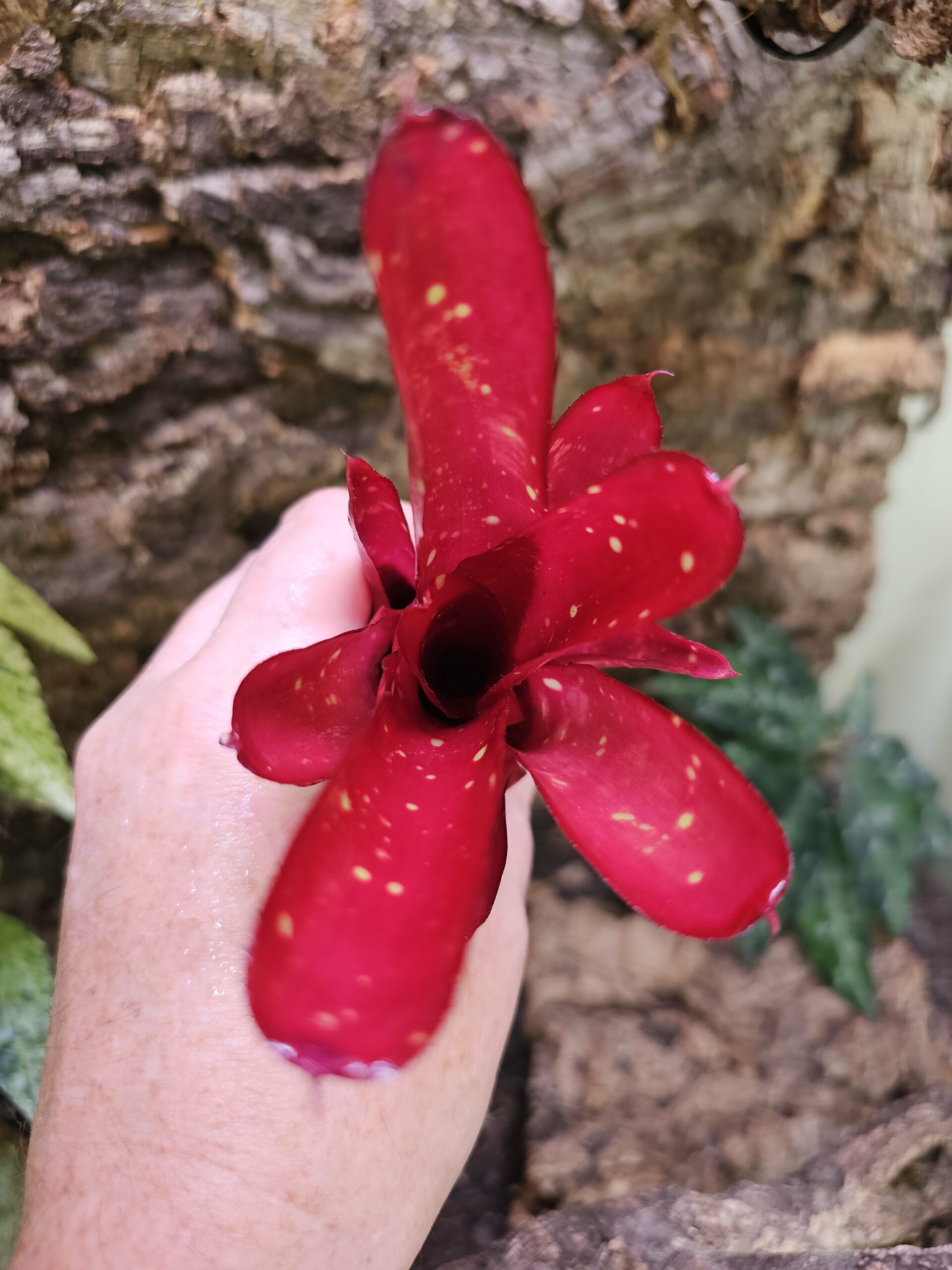 Neoregelia Rubis – Image 4