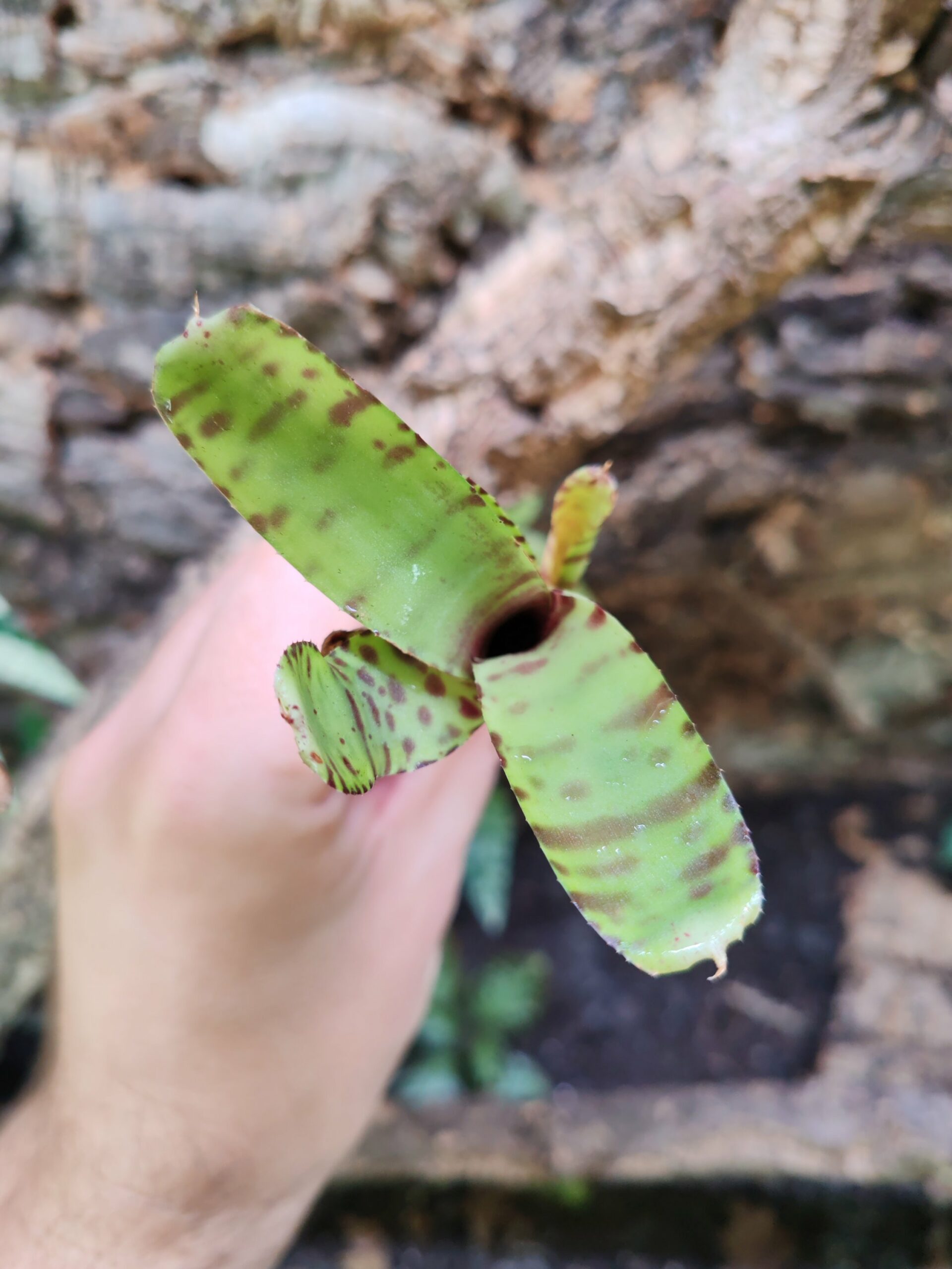 Neoregelia Zotica – Image 2