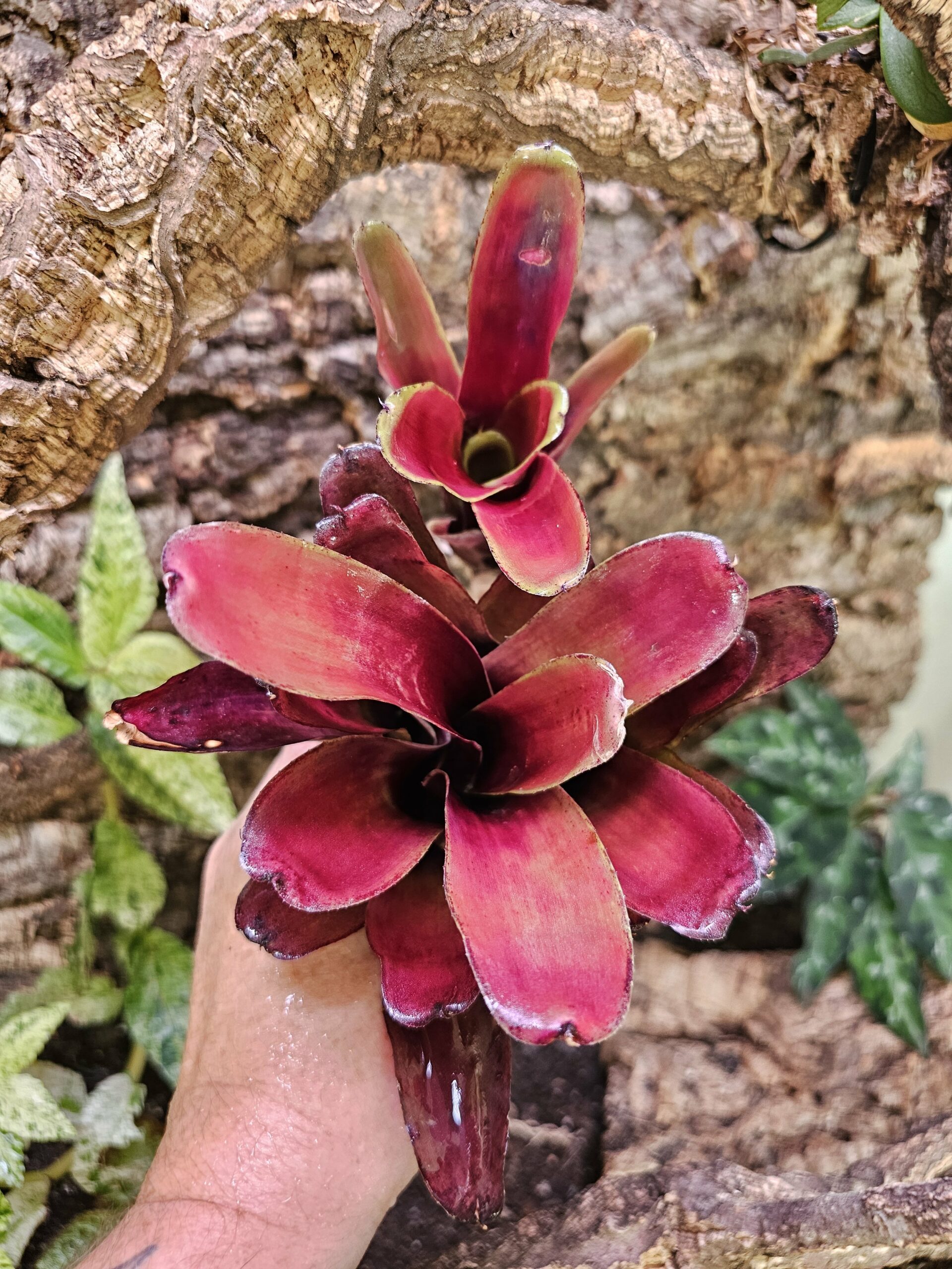 Neoregelia Peter Holmes