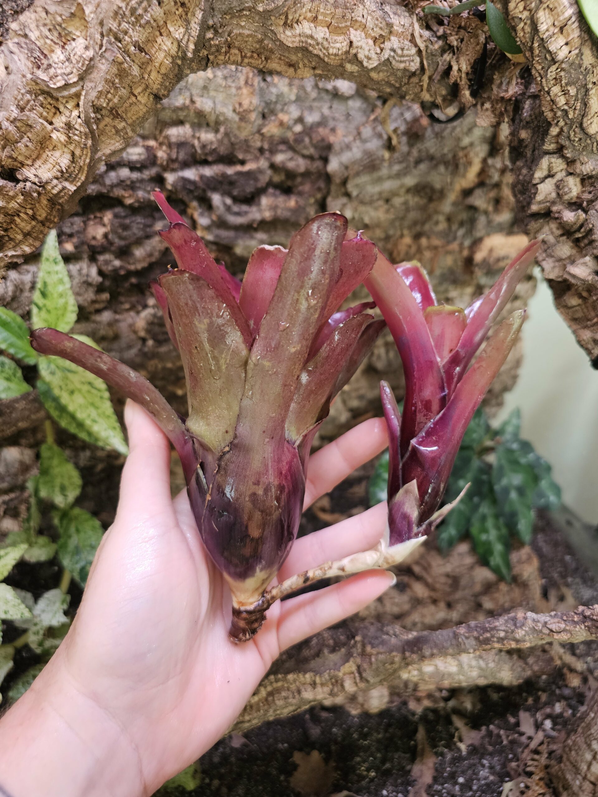 Neoregelia Peter Holmes – Image 2