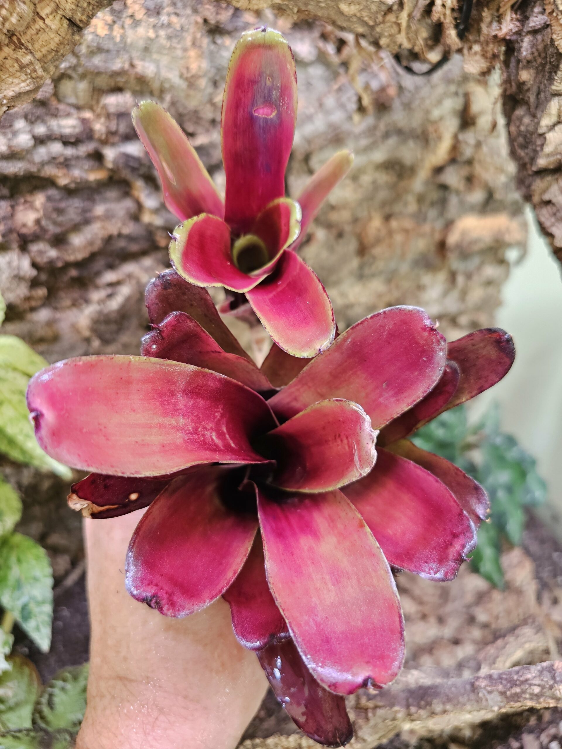 Neoregelia Peter Holmes – Image 3