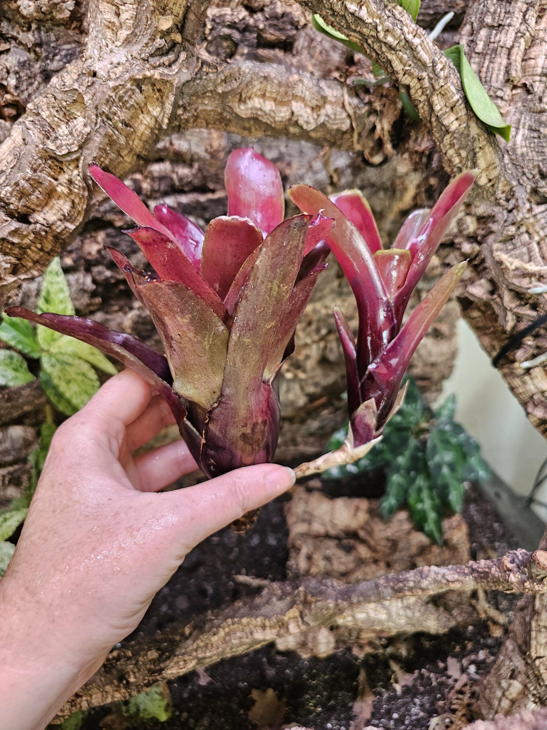 Neoregelia Peter Holmes – Image 4