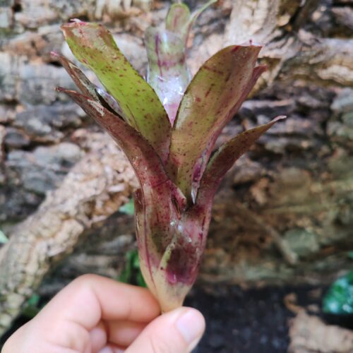Neoregelia Amazon Hybrid