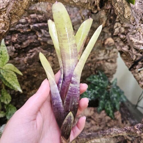 Neoregelia blue jazz