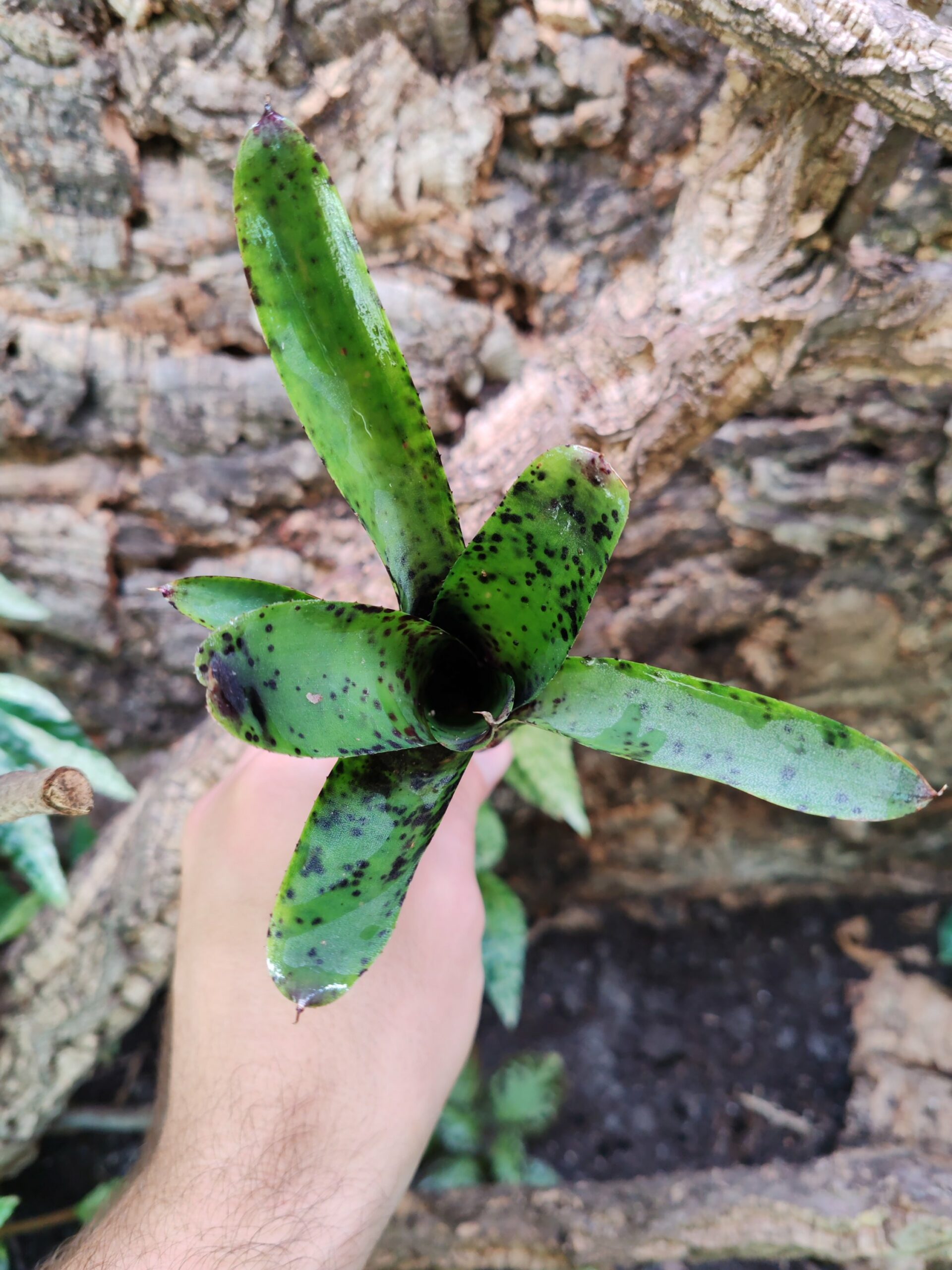 Neoregelia Brant – Image 2