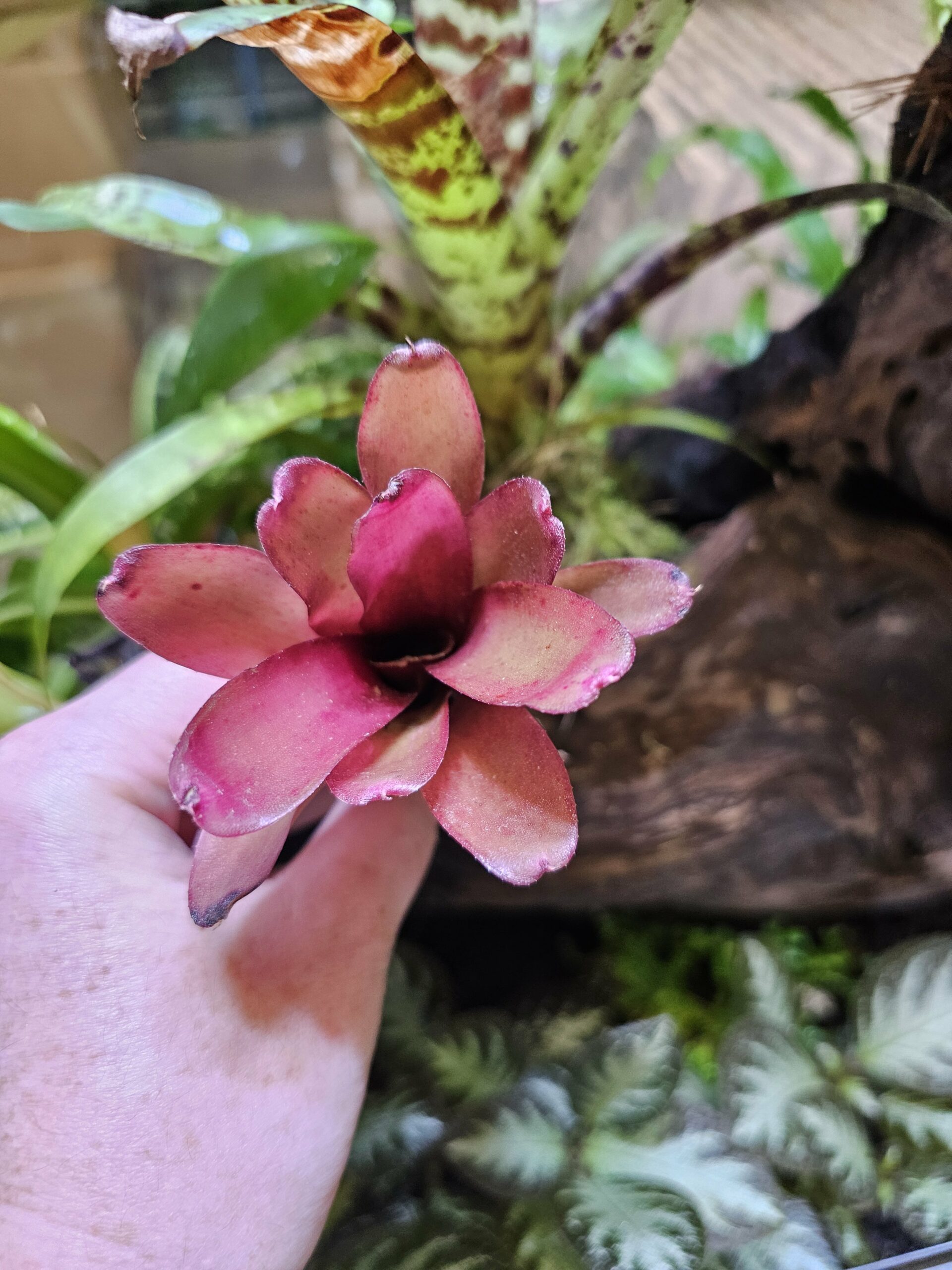Neoregelia Chiquita Linda red