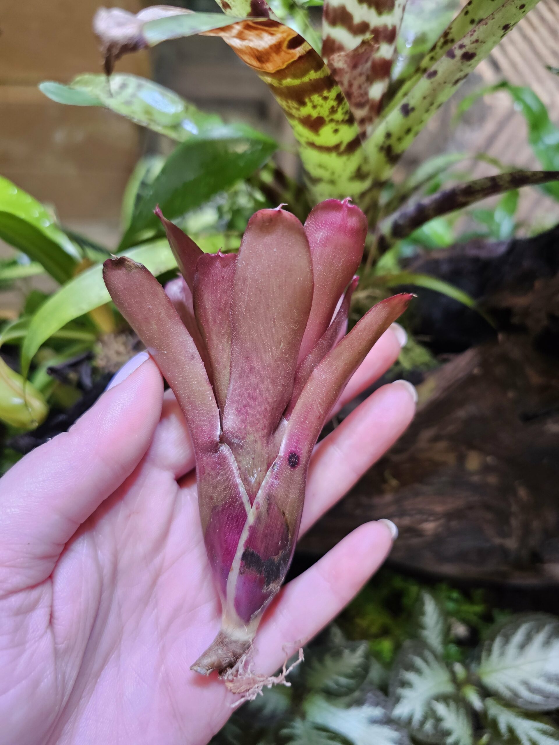 Neoregelia Chiquita Linda red – Image 2