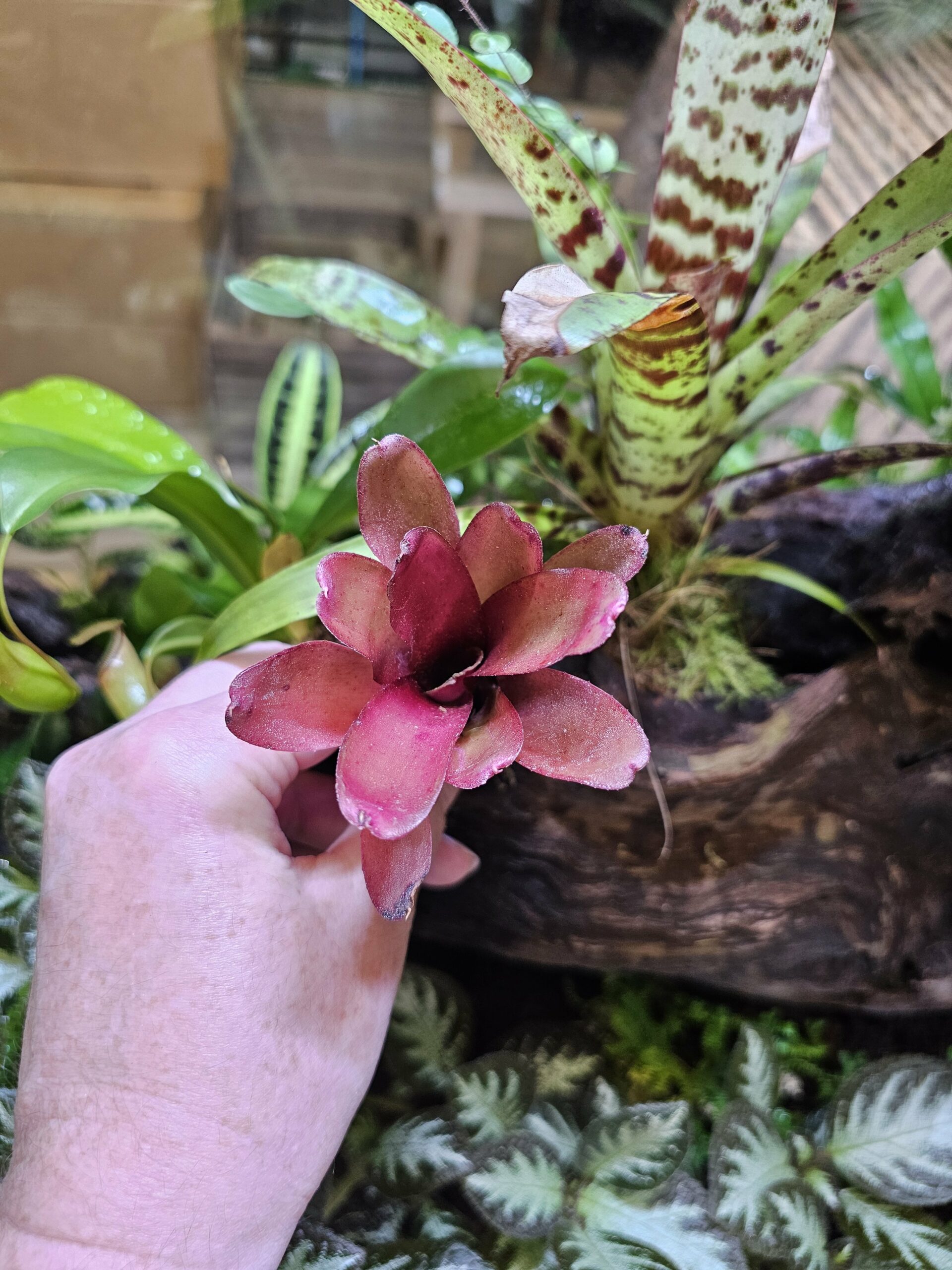 Neoregelia Chiquita Linda red – Image 3