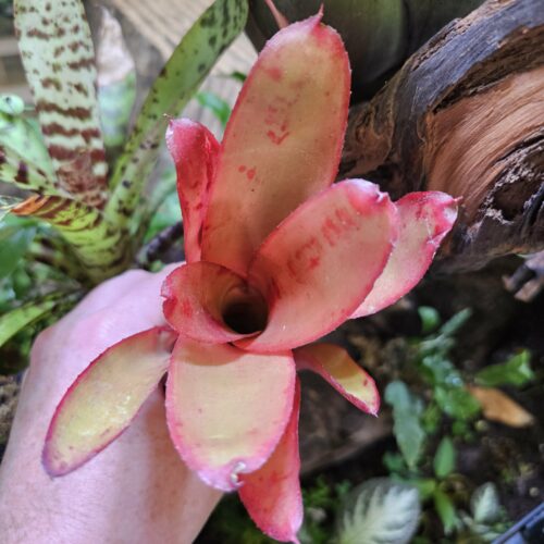 Neoregelia Red Loose