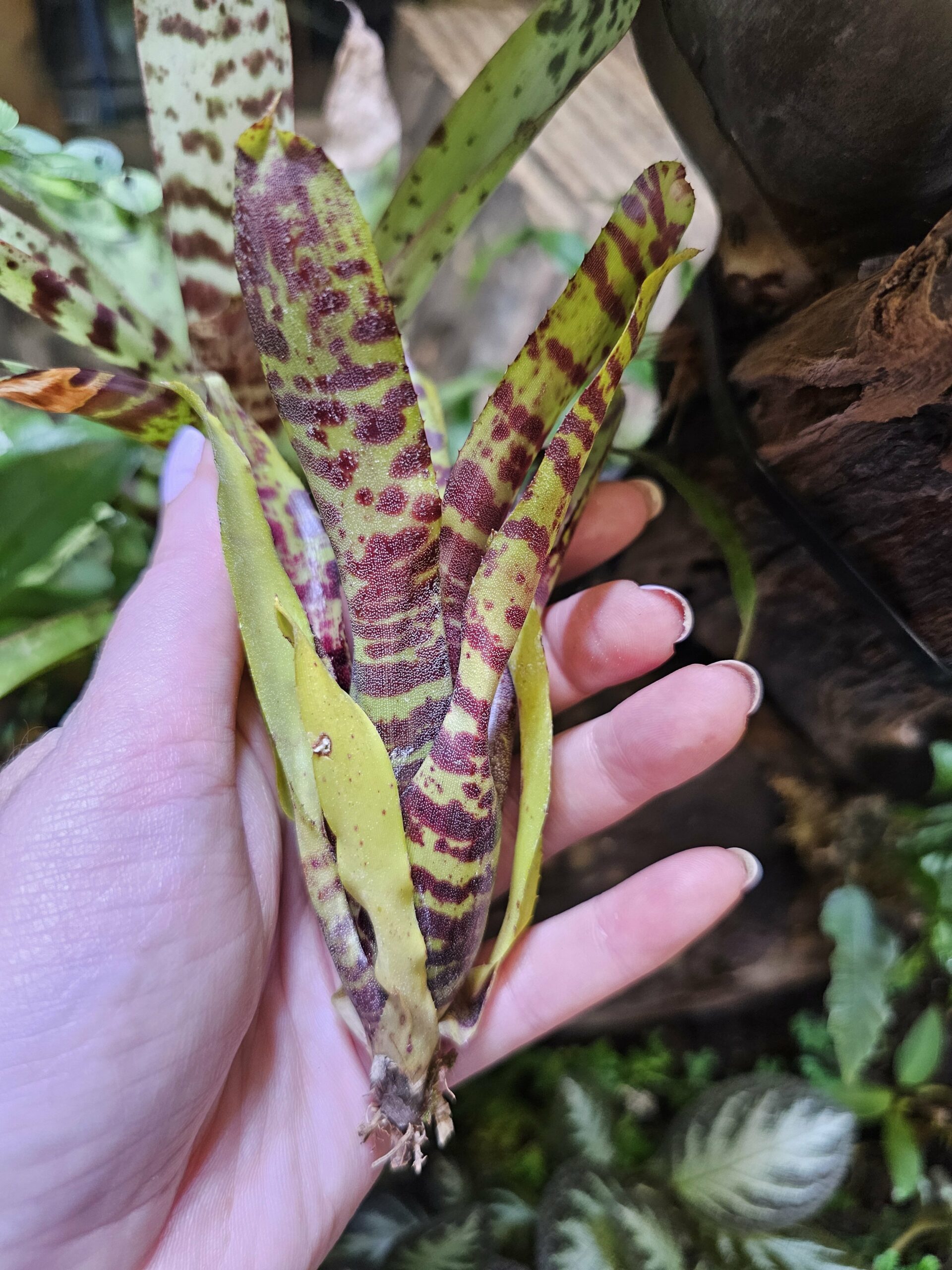 Neoregelia Dakine – Image 2