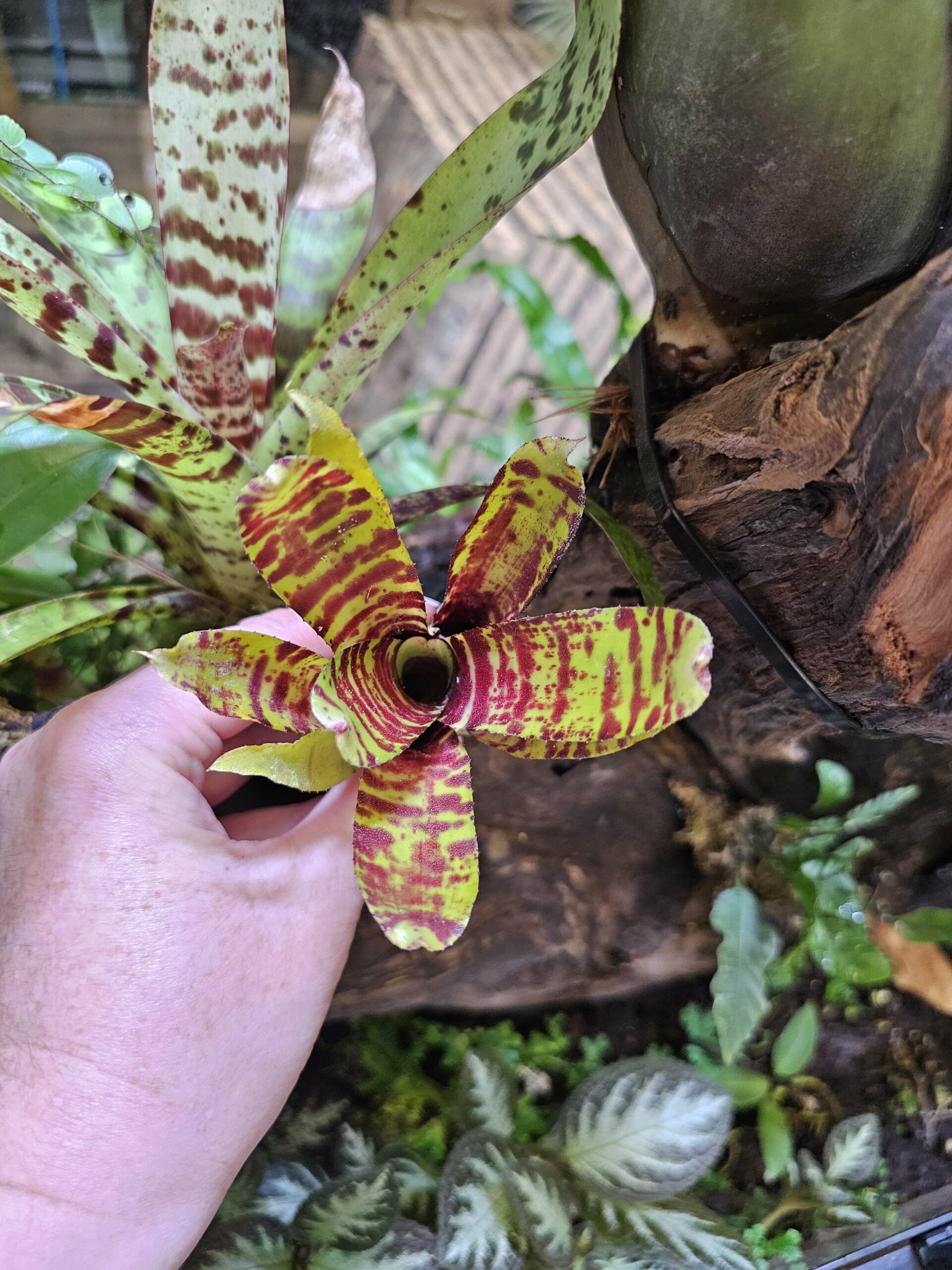 Neoregelia Dakine – Image 3