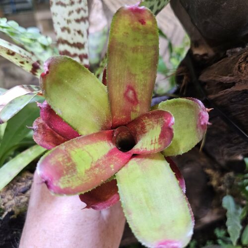 Neoregelia Gene