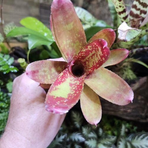 Neoregelia Marlen