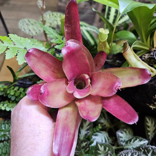 Neoregelia June